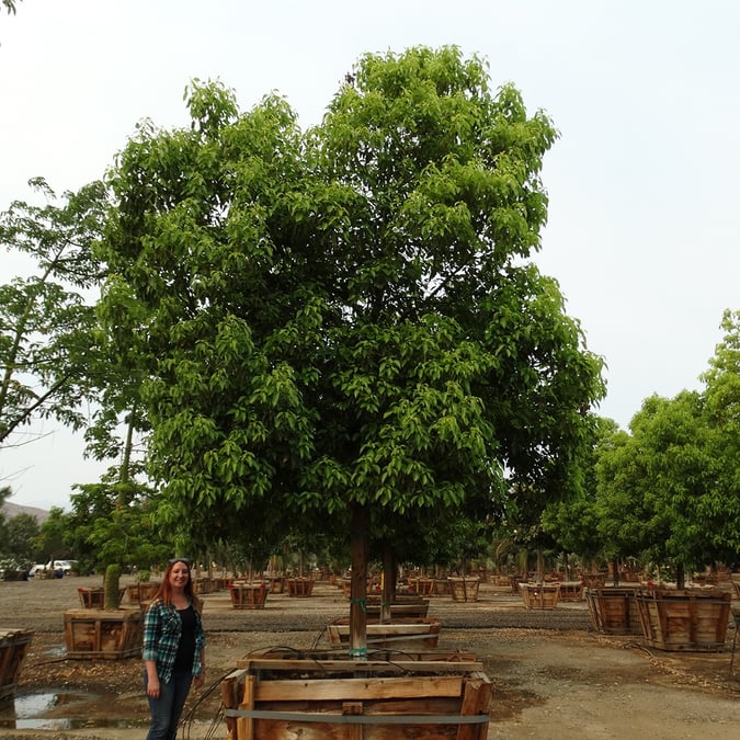 MOON VALLEY NURSERIES FARMS GROWING CUSTOM TREES FOR 25 YEARS